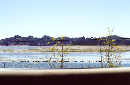 Sea Lions on mud flats.