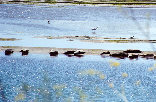 Sea Lions.