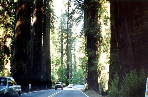 Redwoods dwarfing the vehicles.