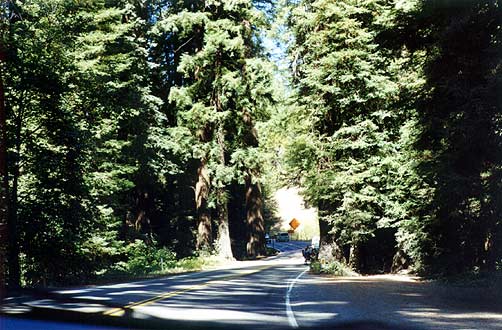 Driving through the forest.