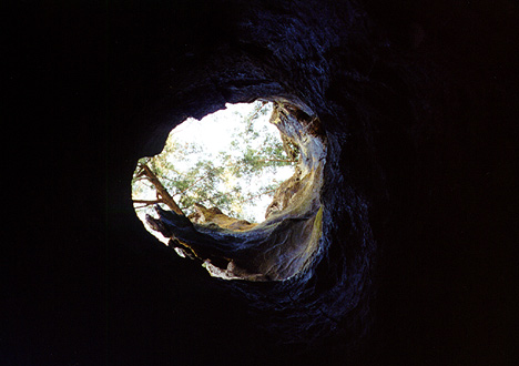 Inside the tree.