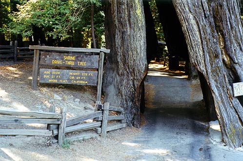 The Shrine Drive-Thru Tree.