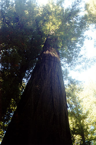 Looking up a Redwood trunk.