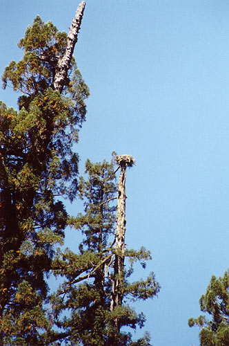 Eagle nest.