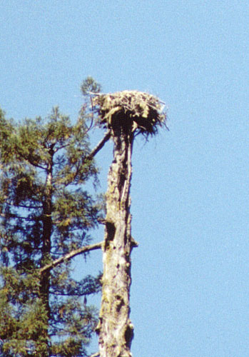 Closer view of Eagle nest.