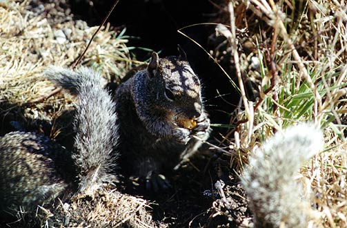 Squirrels in the grass.