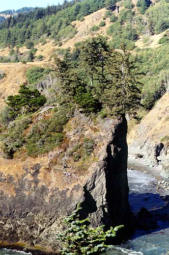 Trees on a rocky outcrop.