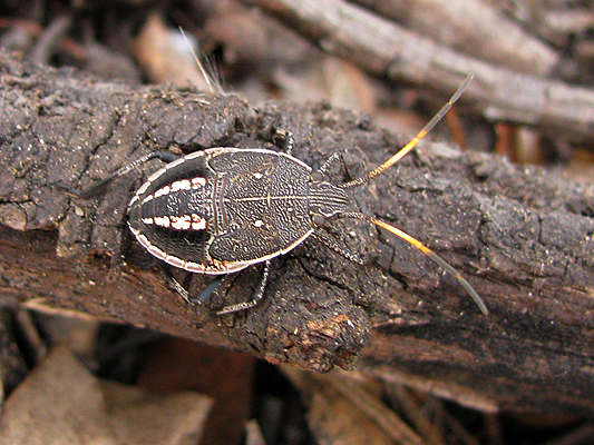 Girraween National Park - Animals - Arthropods - Insects - Bugs - Gum ...