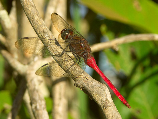 Girraween National Park Animals Arthropods Insects